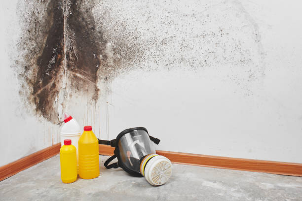 Home Mold Removal in Rochester Hills, MI