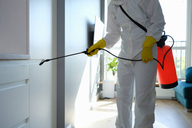 Best Black Mold Removal  in Rochester Hills, MI