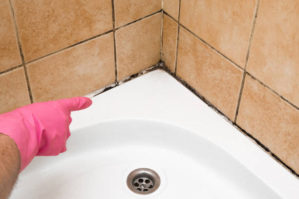 Professional Mold Removal in Rochester Hills, MI